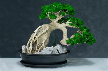 Home bonsai tree