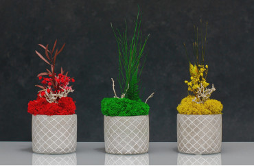 Moss in a pot - what do you need to know?